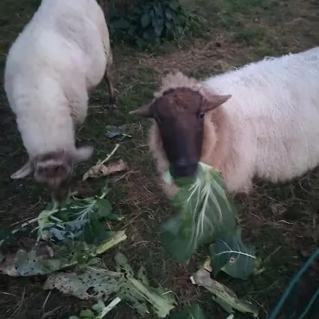El Pajar, Rustic Apt. & Gardens With Sheep & Hens Lloreda (Cantabria)