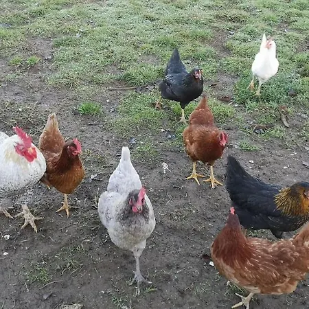 El Pajar, Rustic Apt. & Gardens With Sheep & Hens Apartment