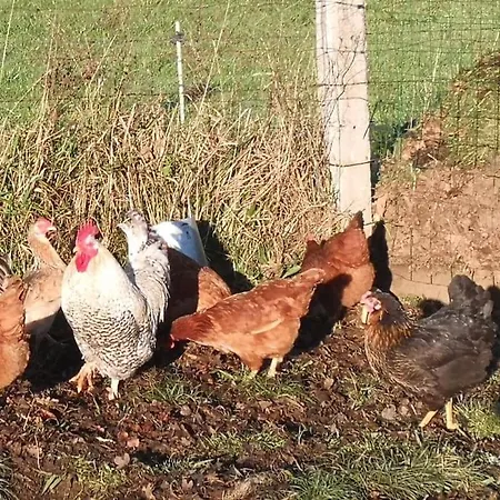 Apartment El Pajar, Rustic Apt. & Gardens With Sheep & Hens Lloreda (Cantabria)