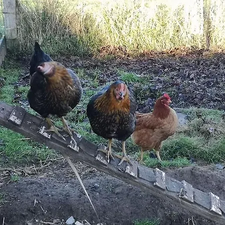 Apartment El Pajar, Rustic Apt. & Gardens With Sheep & Hens