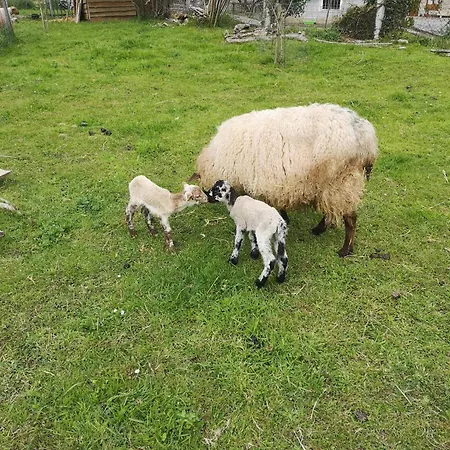 Apartment El Pajar, Rustic Apt. & Gardens With Sheep & Hens Lloreda (Cantabria)